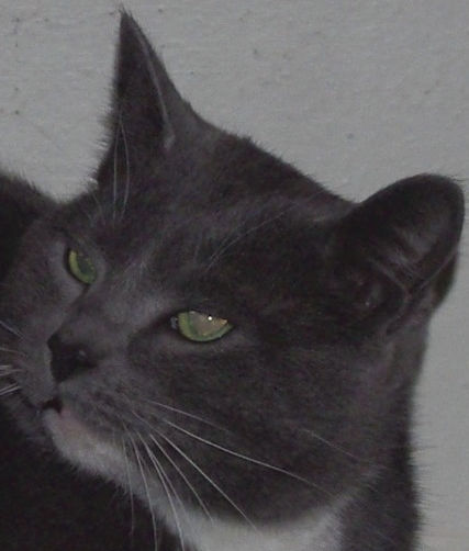 Pets of the Week: Oscar